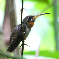 Band-tailed Barbthroat